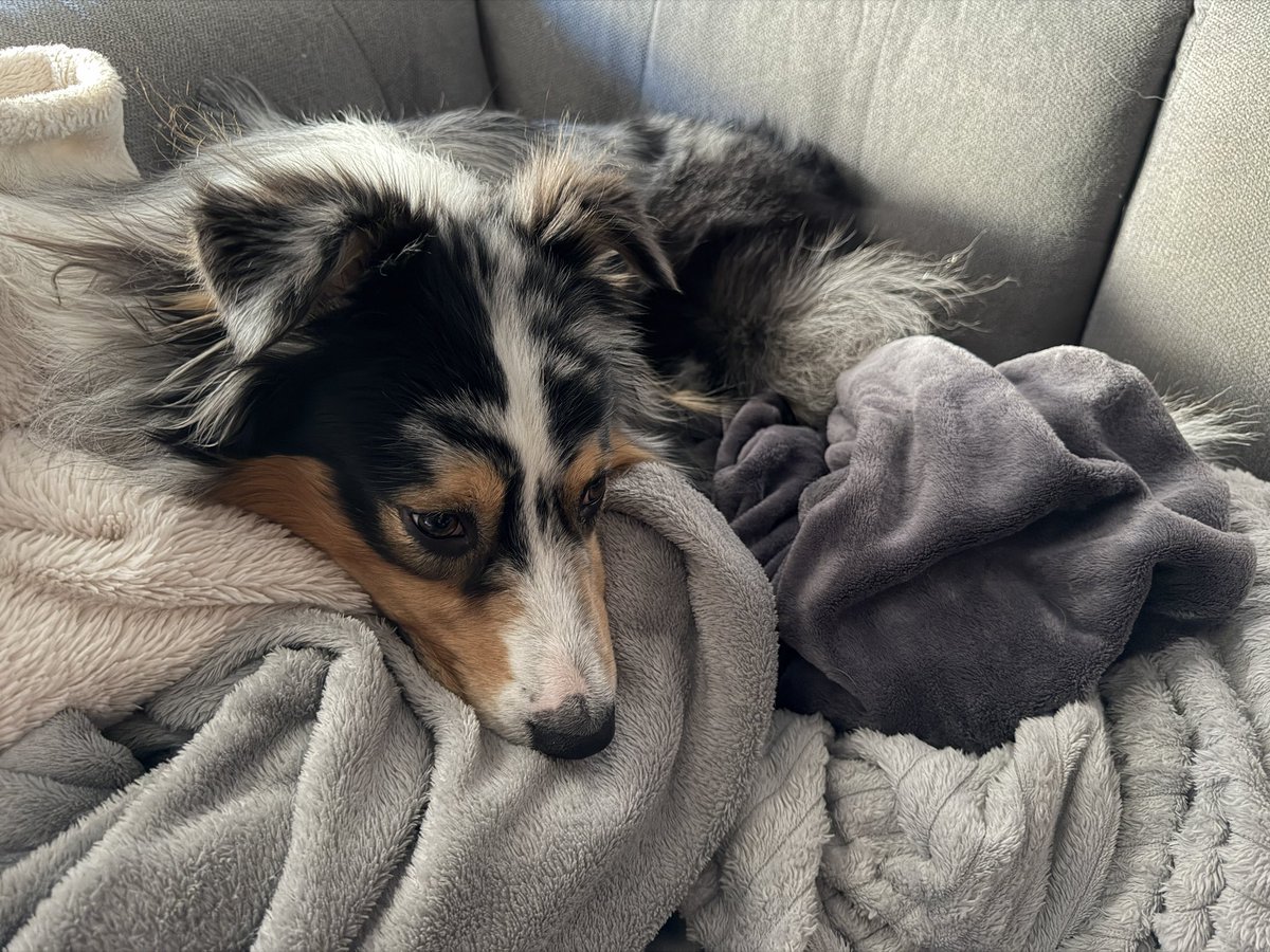 Tobby & A tweet media