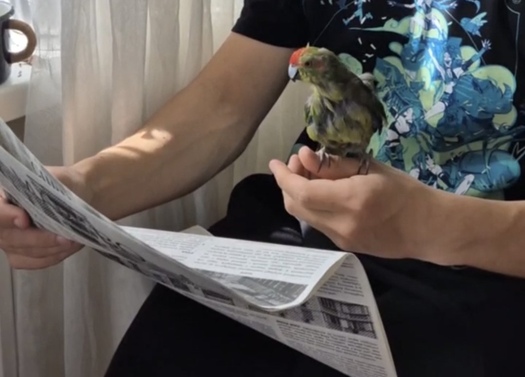 Приїхав наклад нової рольовки в форматі газети. Одразу відкрили рубріку "наші читачі"

<a href="/Pechera_Lylyka/">Pechera Lylyka</a>