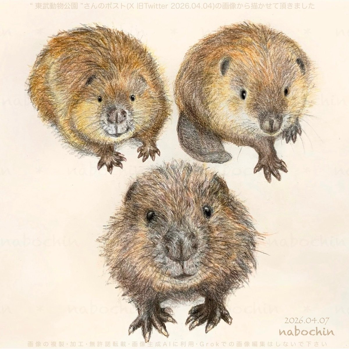 nabochin_1's tweet image. 東武動物公園さんの
コロッケ・メンチ・ソースちゃんを
描いてみました✏️☺️💦

#国際ビーバーデー #ビーバー #beaver
趣味／色鉛筆画／イラスト