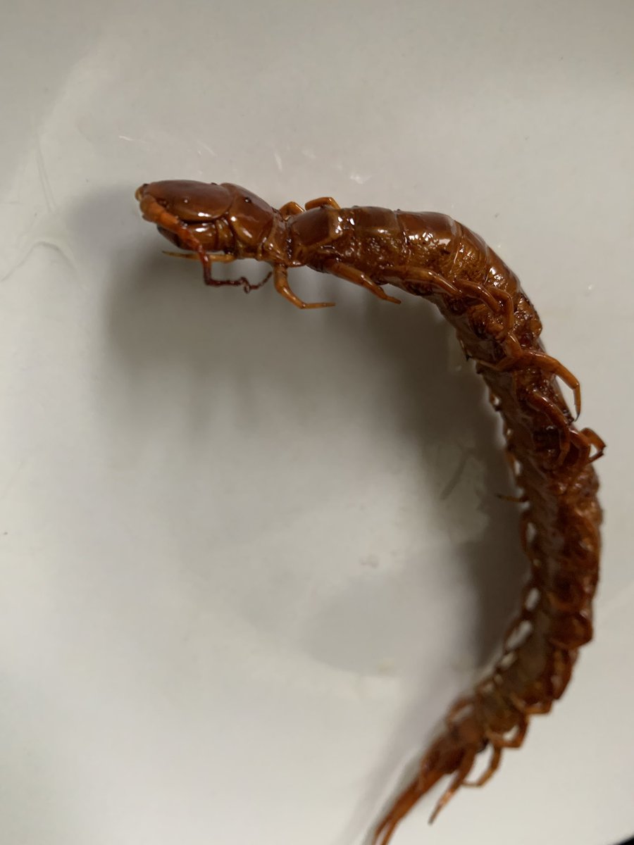 ぽんとごたんだ@桐谷さん最新4月発売 tweet media