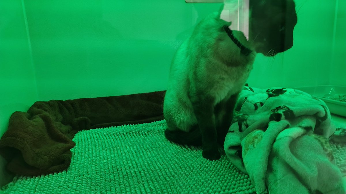 🌈Angel Duffy🌈 tweet media