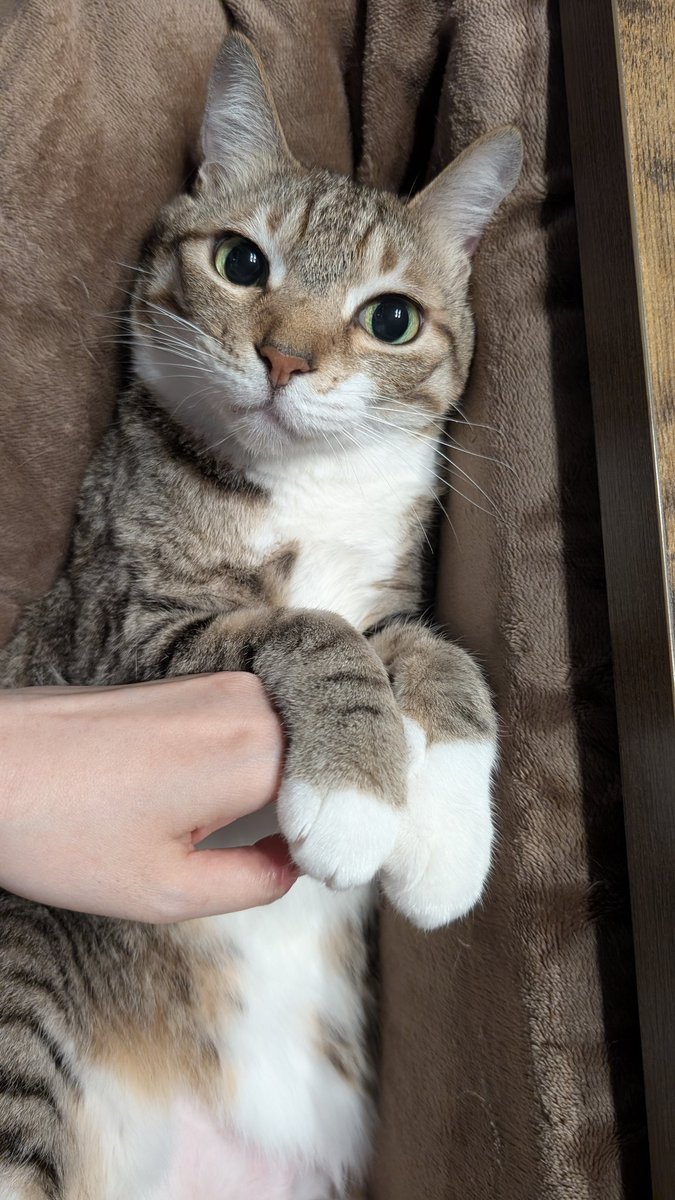 野良さん@握力2kg tweet media