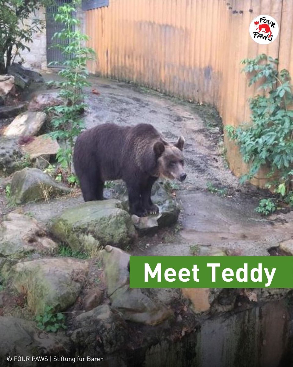 FOUR PAWS International tweet media