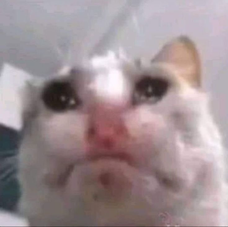 ☆ aire ☆ tweet media