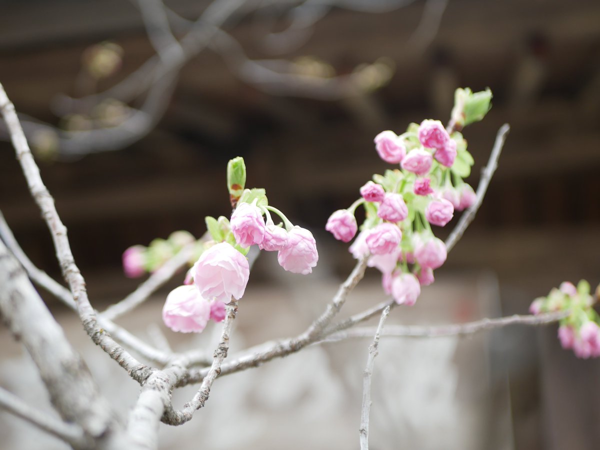 週末あたたかだったので、敷地の八重桜が咲き始めました🌸🌸🌸
今のところ、まだ2分咲きくらいです😊