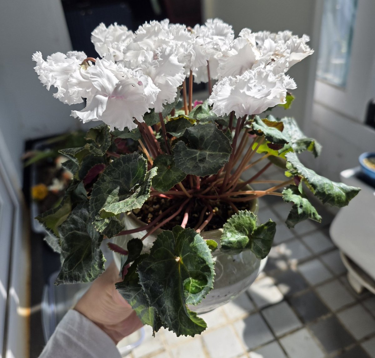 hanbokgarden's tweet photo. 봄날의 요정들 https://t.co/73v7NJt3Ur