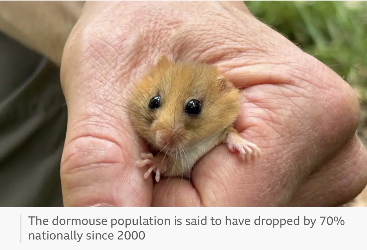 🌻 AnnetteJB- Go Wild tweet media