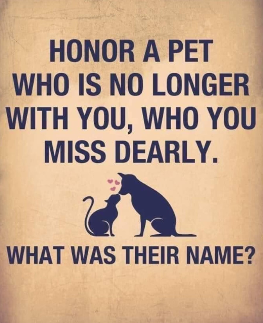 Pawzazzle tweet media