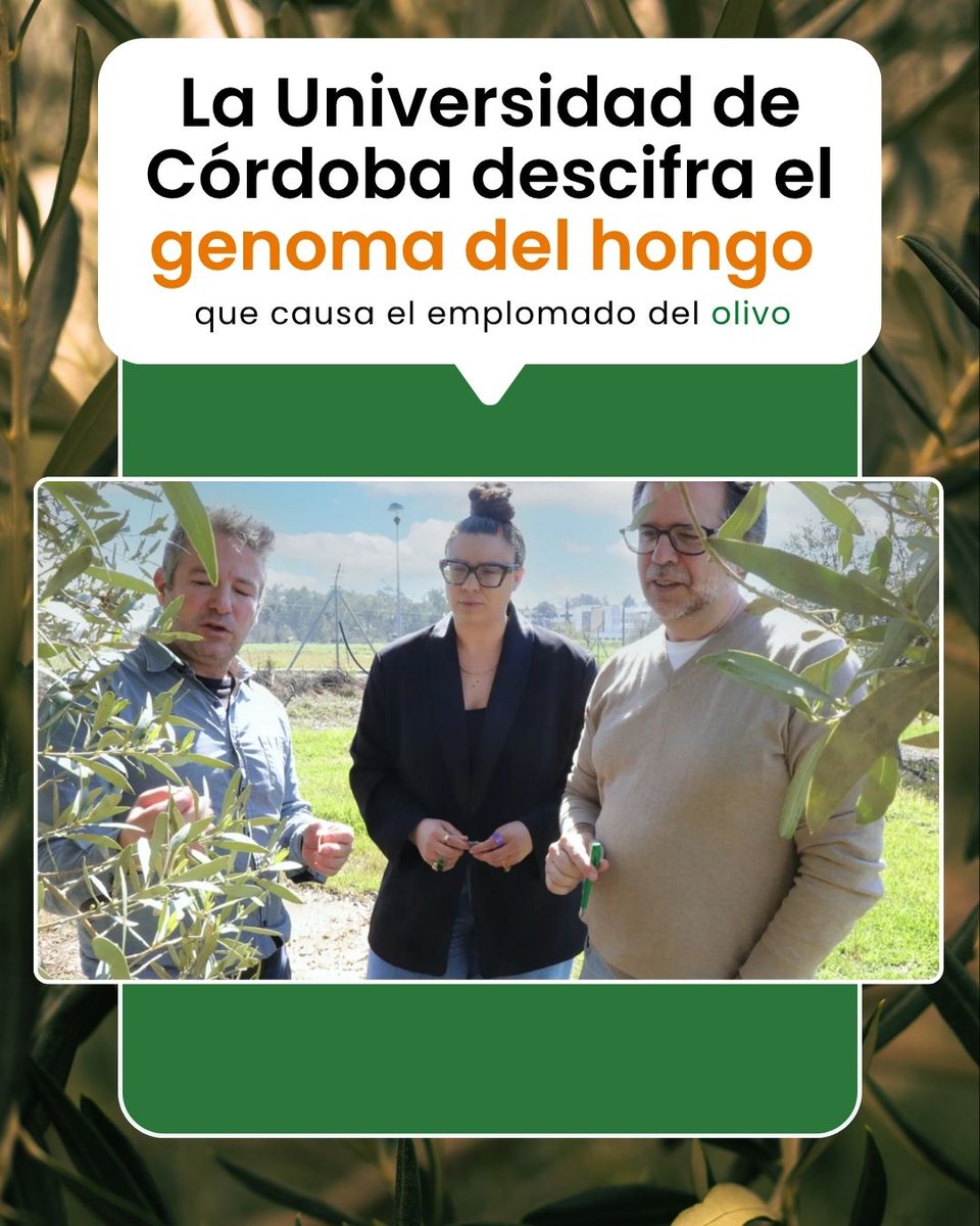 AgronomiaUCO's tweet photo. 🫒 La UCO secuencia por primera vez el genoma completo de Pseudocercospora cladosporioides, hongo causante del emplomado del olivo. El estudio abre nuevas vías para conocer sus mecanismos de infección.
🔗 https://t.co/flTp903FdC https://t.co/n29YzUFJie