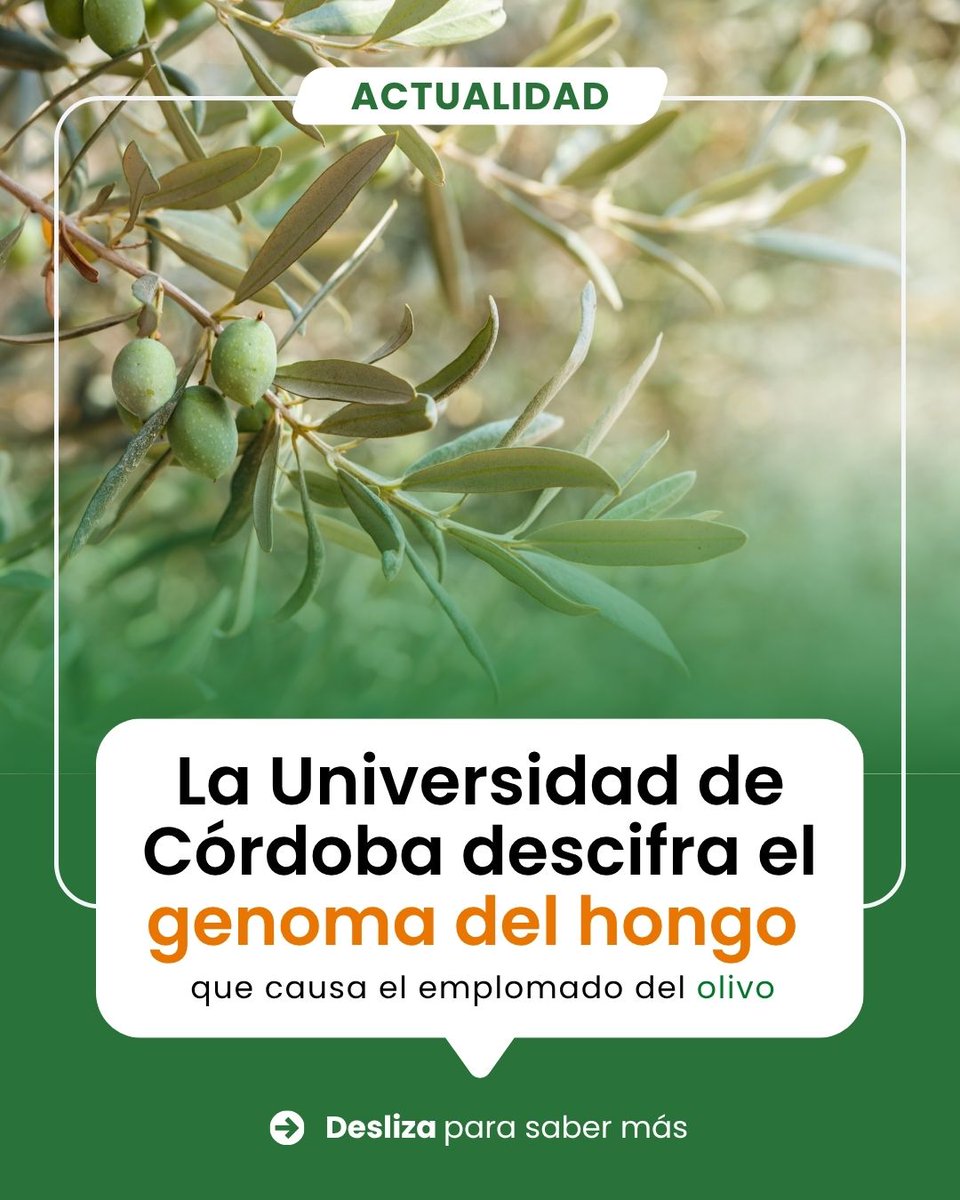AgronomiaUCO's tweet photo. 🫒 La UCO secuencia por primera vez el genoma completo de Pseudocercospora cladosporioides, hongo causante del emplomado del olivo. El estudio abre nuevas vías para conocer sus mecanismos de infección.
🔗 https://t.co/flTp903FdC https://t.co/n29YzUFJie