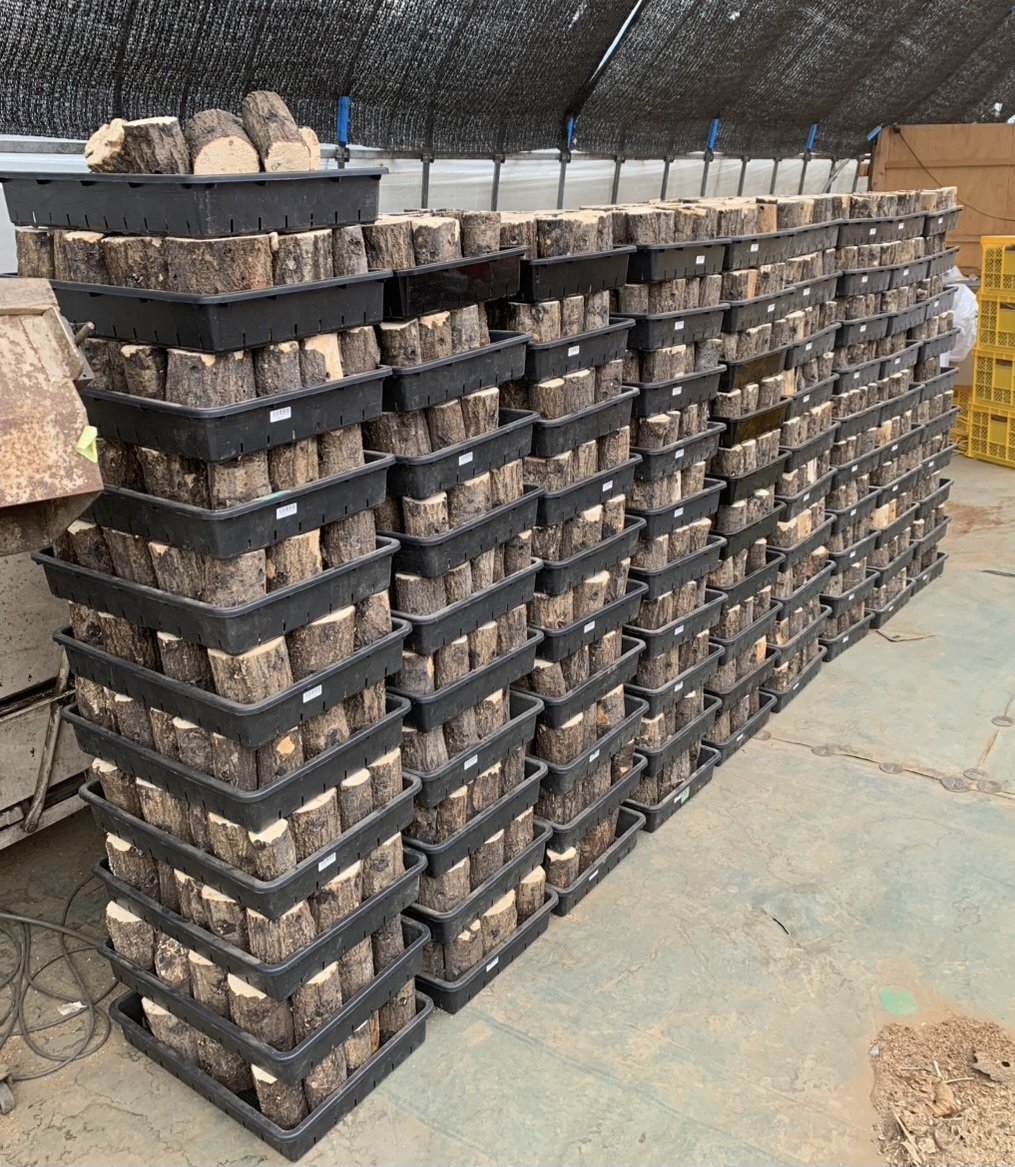 Wild-Village tweet media