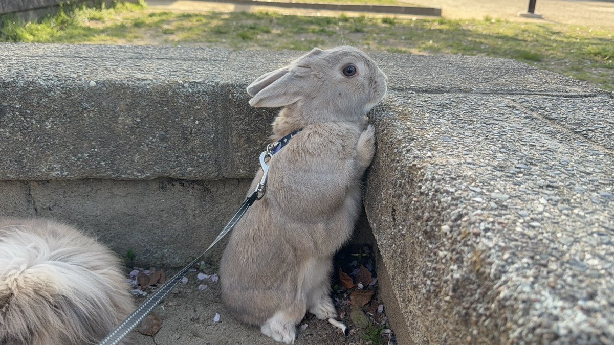 M20200726's tweet photo. 子供3人の同時散歩は無理だった(笑)
3番目に抱っこ紐に入ってもらって
長女　長男の散歩した(笑)

むぎップ　こむぎみんな元気だよ https://t.co/UDjL9r0wmq