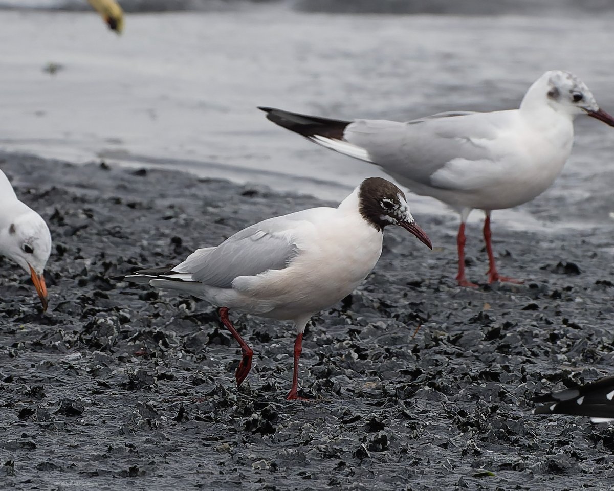 マメルビ tweet media