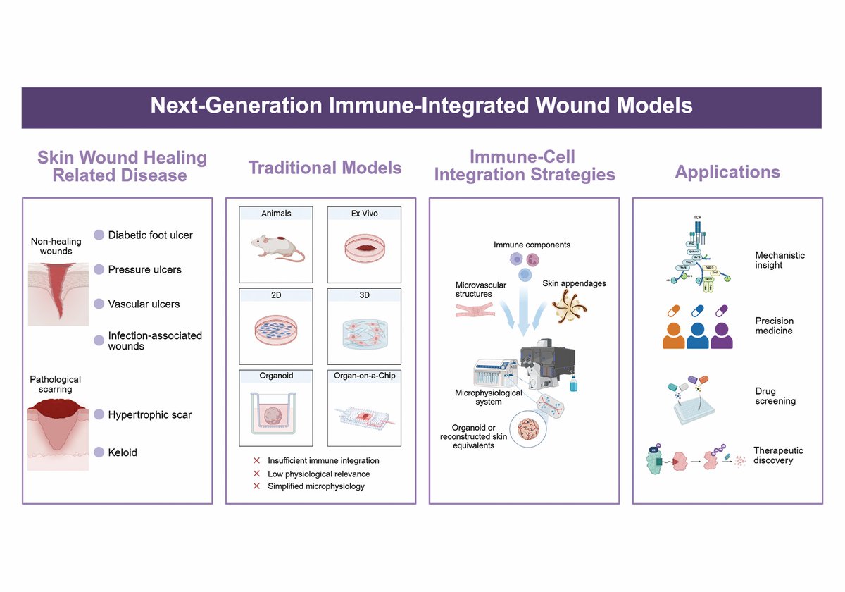 Protein_Cell's tweet photo. Next-generation immune-integrated models enable dynamic, physiologically relevant platforms to study aberrant wound healing mechanisms, accelerating drug discovery and precision therapeutic development. https://t.co/QMhJkPDSqi https://t.co/IzyZetcHVh