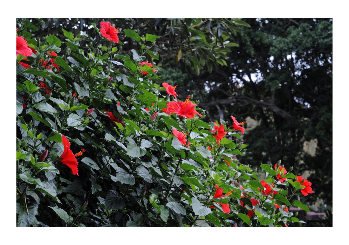 Urban forms and urban foliage and flowers, yesterday in Sydney's Hyde Park.