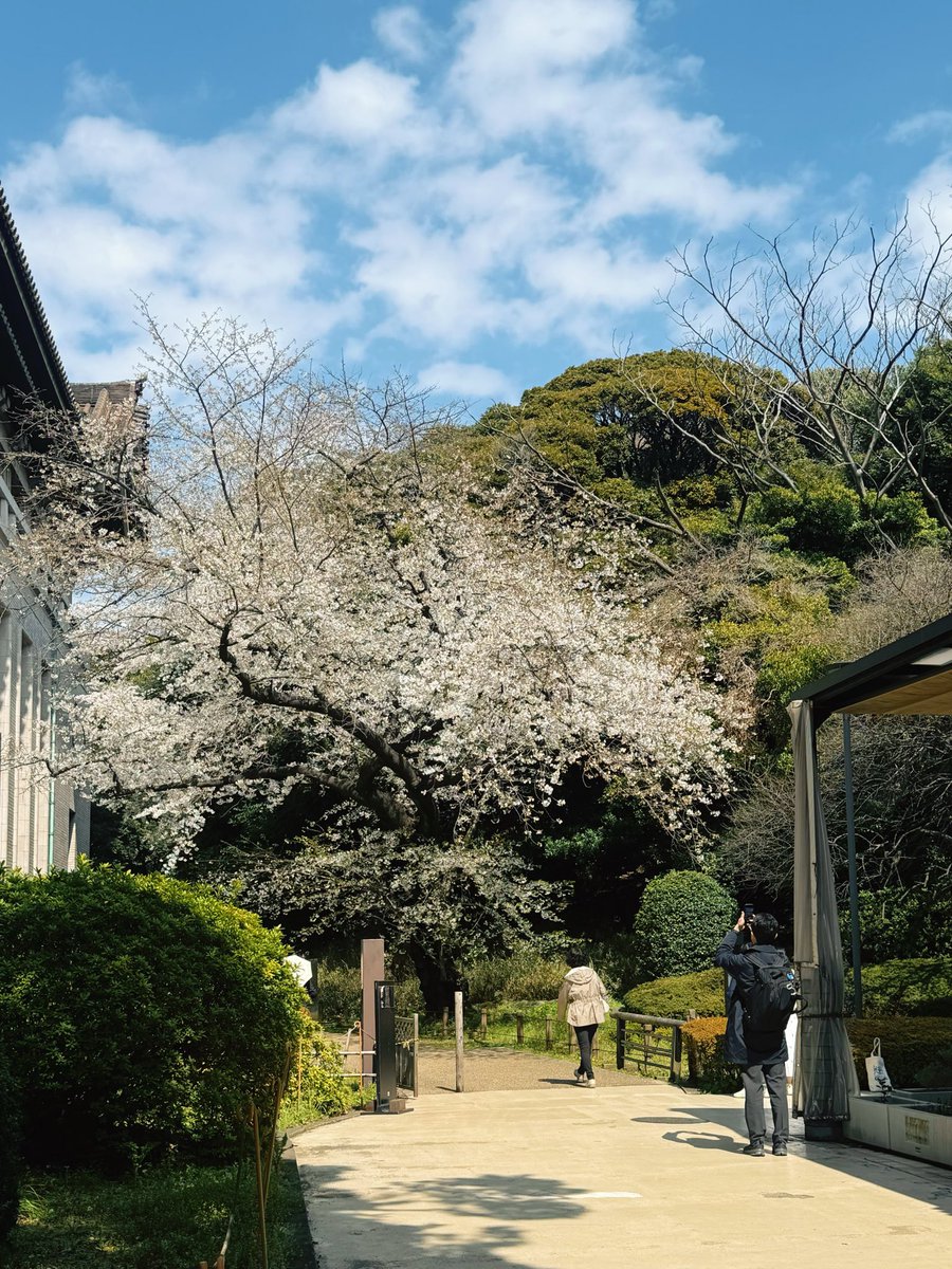 winewithclaire's tweet photo. Meanwhile, cherry flowers outside https://t.co/MN2StshDwk