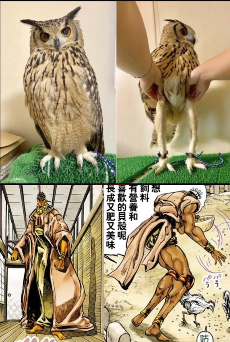 Kishiku5's tweet photo. #jjba #Avdol
我说完了 https://t.co/VhmVUY6VBy
