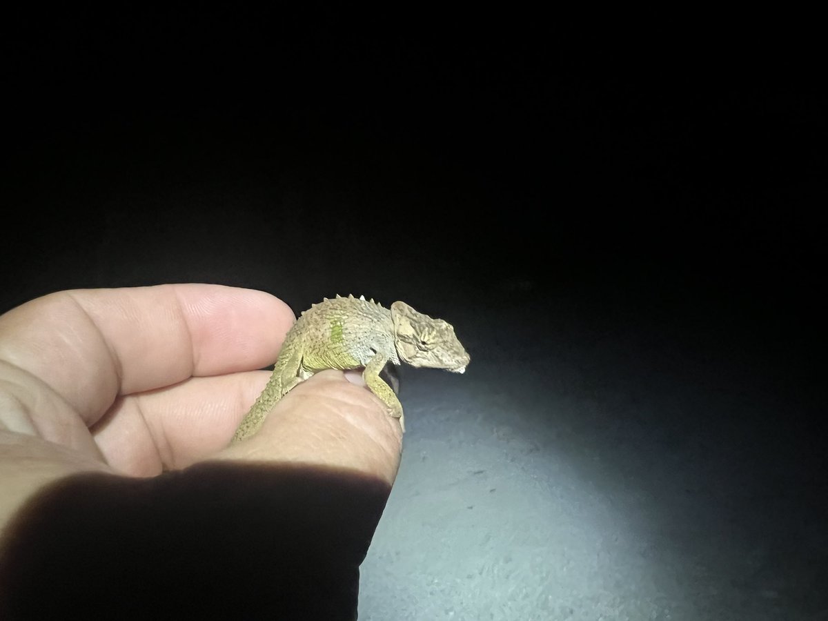 AndersonLabUSD's tweet photo. The “typical” forest ecomorph of the Pondo Dwarf Chameleon (Bradypodion caffrum) at Port St. Johns. https://t.co/ZAgPhxiGZt