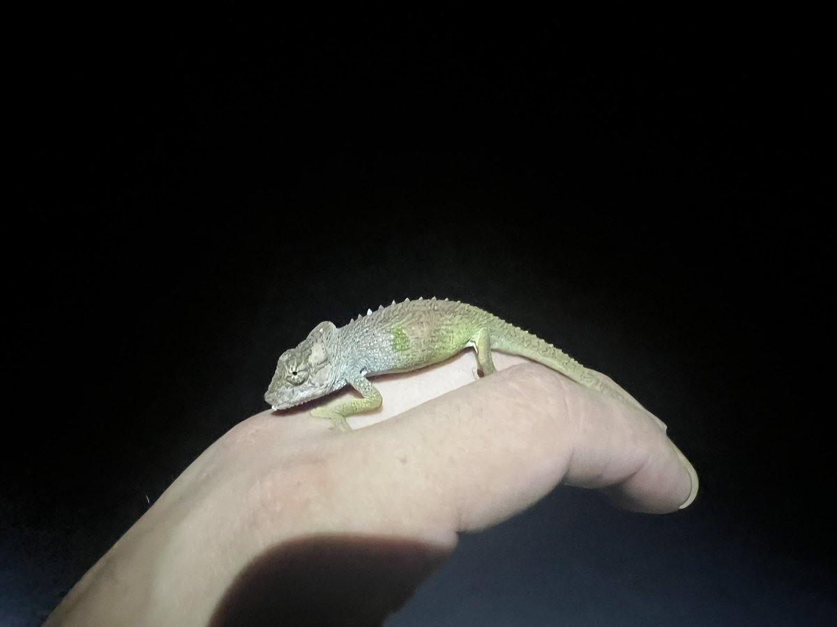 AndersonLabUSD's tweet photo. The “typical” forest ecomorph of the Pondo Dwarf Chameleon (Bradypodion caffrum) at Port St. Johns. https://t.co/ZAgPhxiGZt