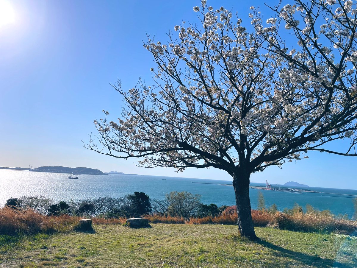 まこさん。 tweet media