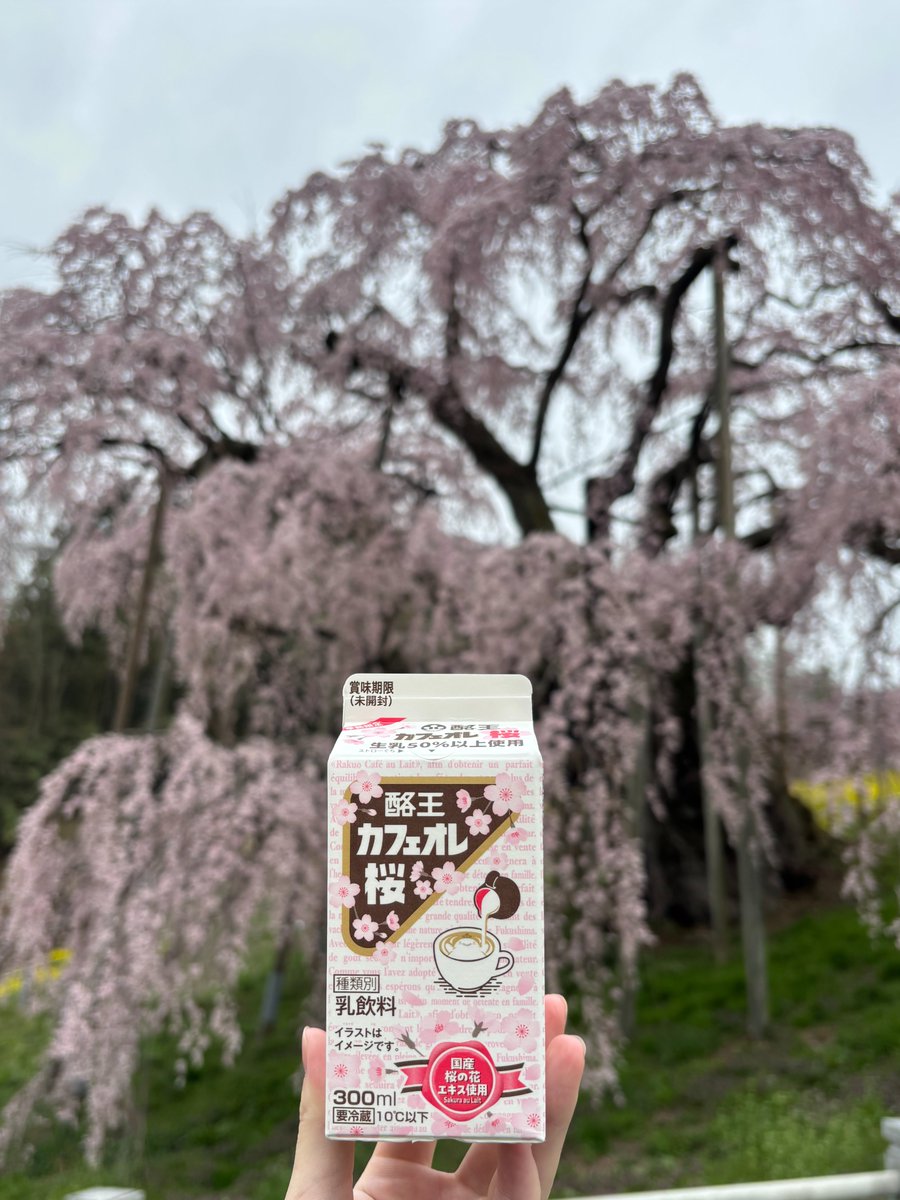 ／
#三春滝桜 に酪王自販機が登場📣
＼
福島県の桜の名所 #三春滝桜 に
 【酪王自動販売機】
を設置しました！！
 
🌸春限定 #酪王カフェオレ桜 や
☕王道の #酪王カフェオレ など
販売中です🥛✨
 
桜を眺めながら、
酪王カフェオレシリーズ、いかがですか？🌸