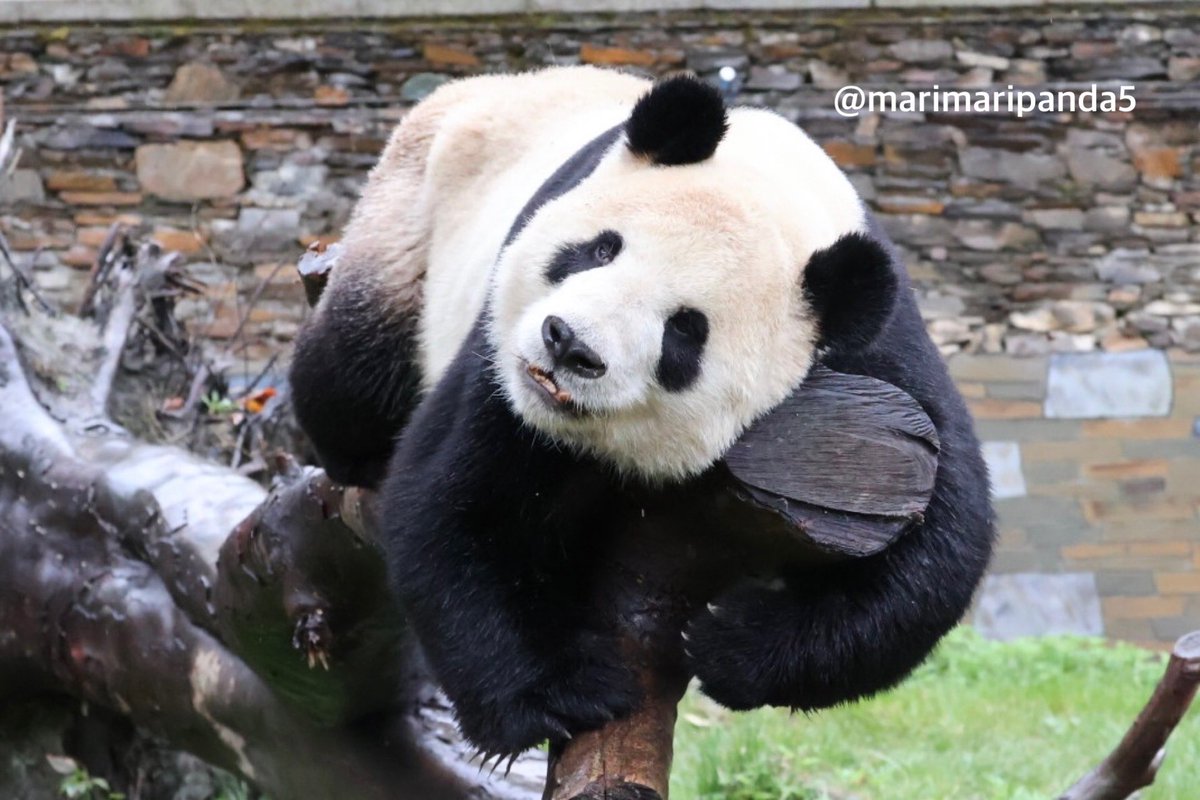 まりまり☆パンダ tweet media