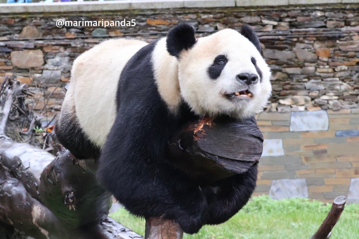 まりまり☆パンダ tweet media
