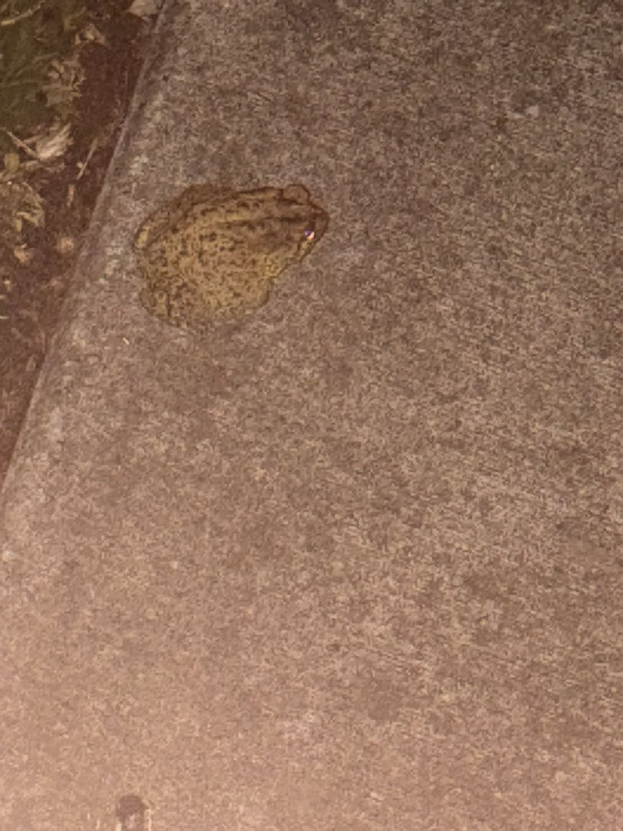 🍉lake MISSES PARX :(🏳️‍⚧️ tweet media