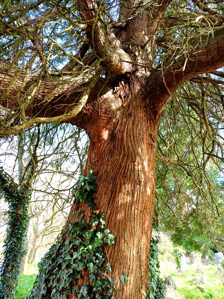 pac1610's tweet photo. From #mywalk for #ThickTrunkTuesday π€ππ³ππ€ @ThePhotoHour #trees #treephotography #NaturePhotography #TreeClub https://t.co/ie5G6GgkRH