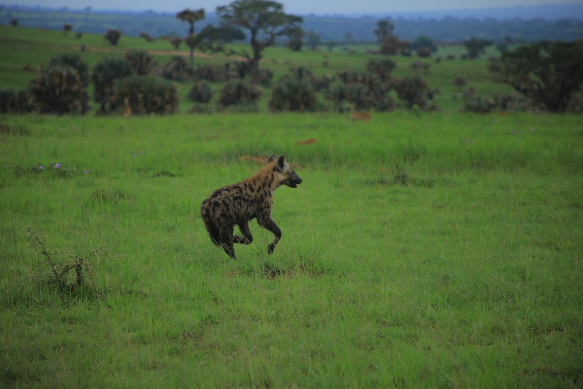 Namakula Phiona tweet media