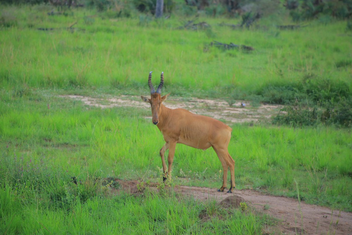 Namakula Phiona tweet media