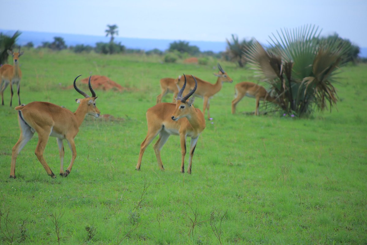 Namakula Phiona tweet media
