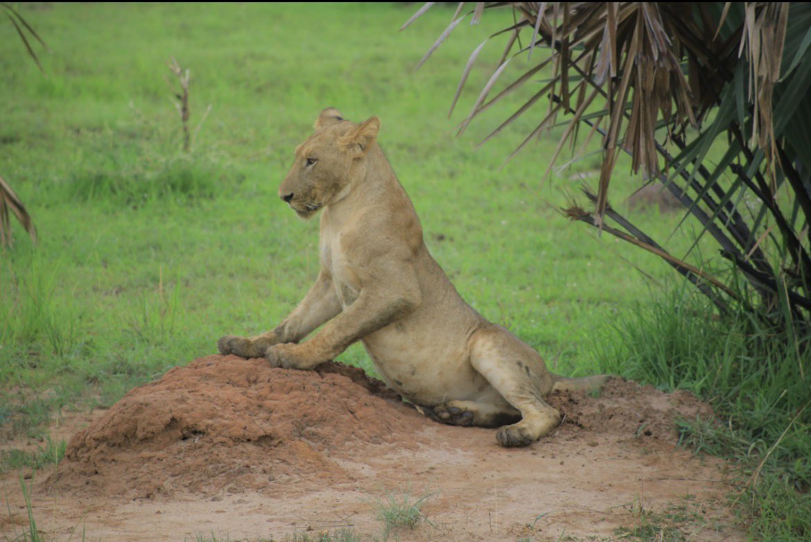 Namakula Phiona tweet media