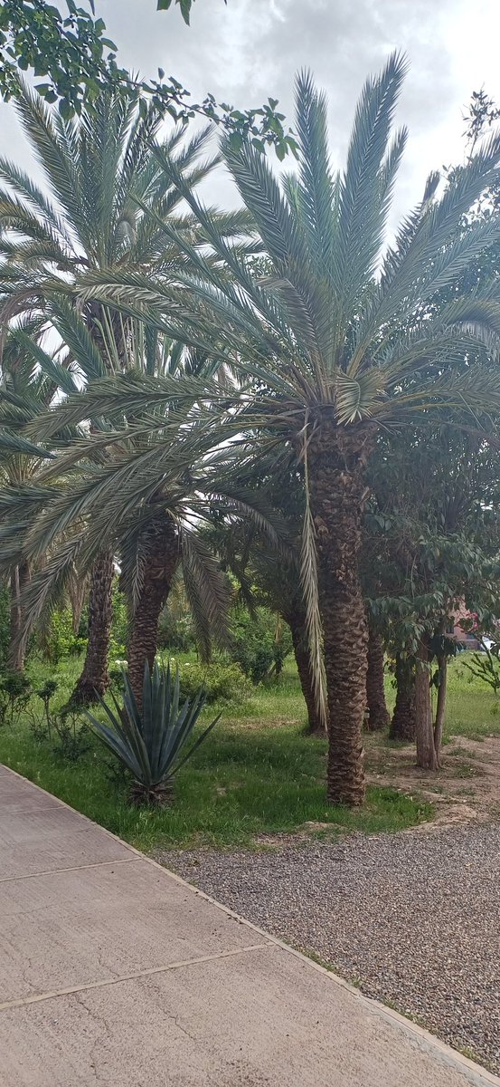 gon78ny's tweet photo. De collega van mijn man belde ons om 7.00 uur wakker op vakantie. Waarschijnlijk vergeten dat we op vakantie zijn. Nou ja, de omgeving maakt alles goed! 🥰😍 #Marrakech https://t.co/hbJtLDWul9
