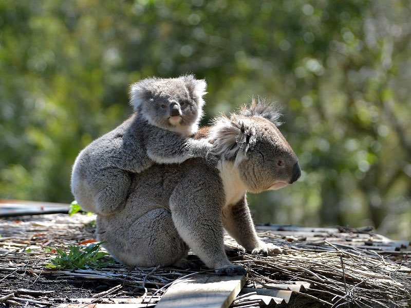 都築英哲 tweet media