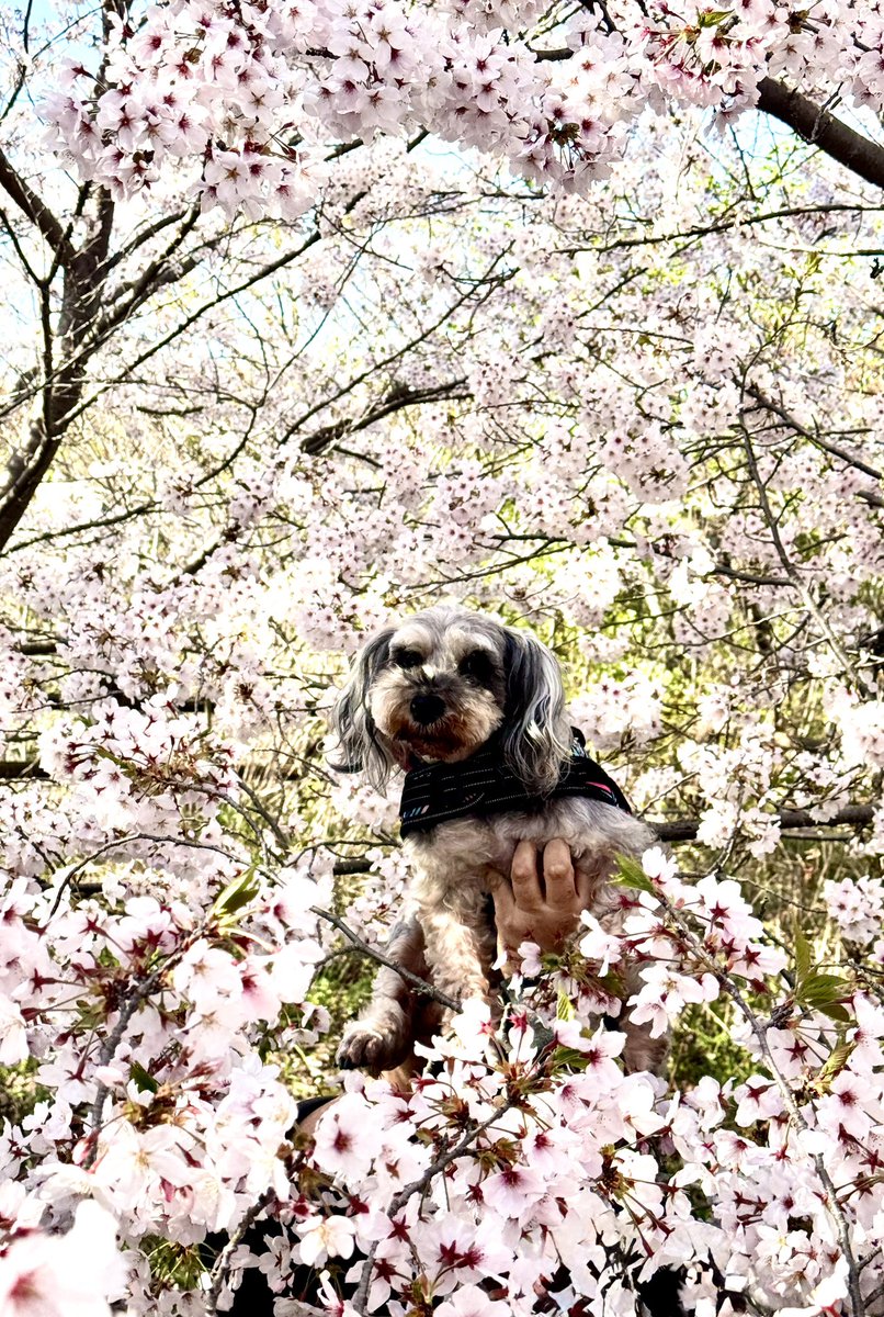 まんまる堂のいぬ tweet media