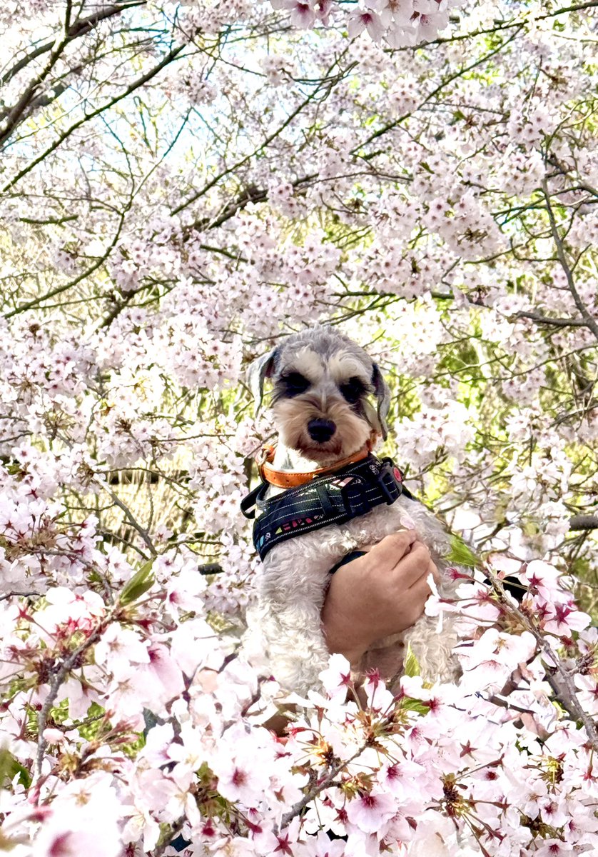 まんまる堂のいぬ tweet media