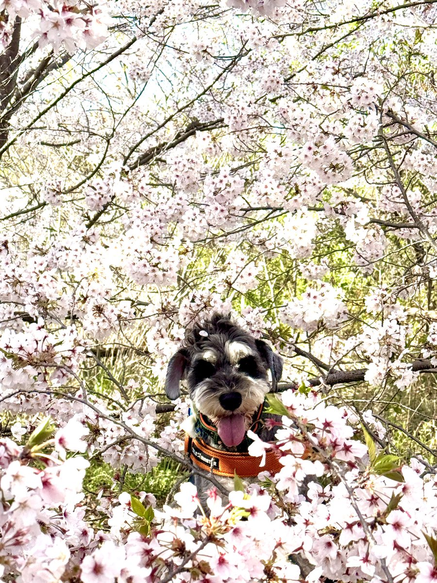 まんまる堂のいぬ tweet media