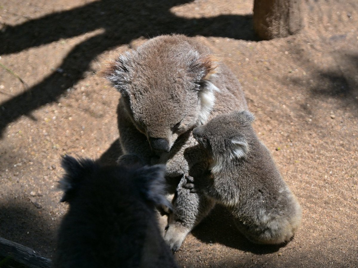 都築英哲 tweet media