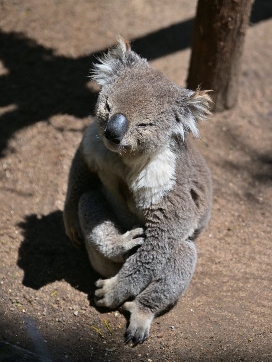 都築英哲 tweet media