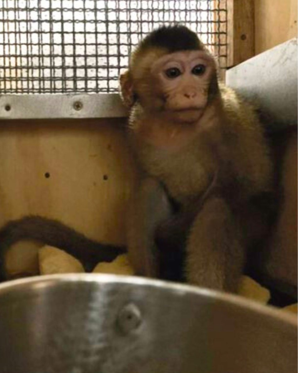 AboliciónVivisección tweet media