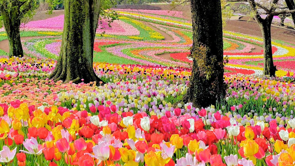 東京ドイツ村 tweet media