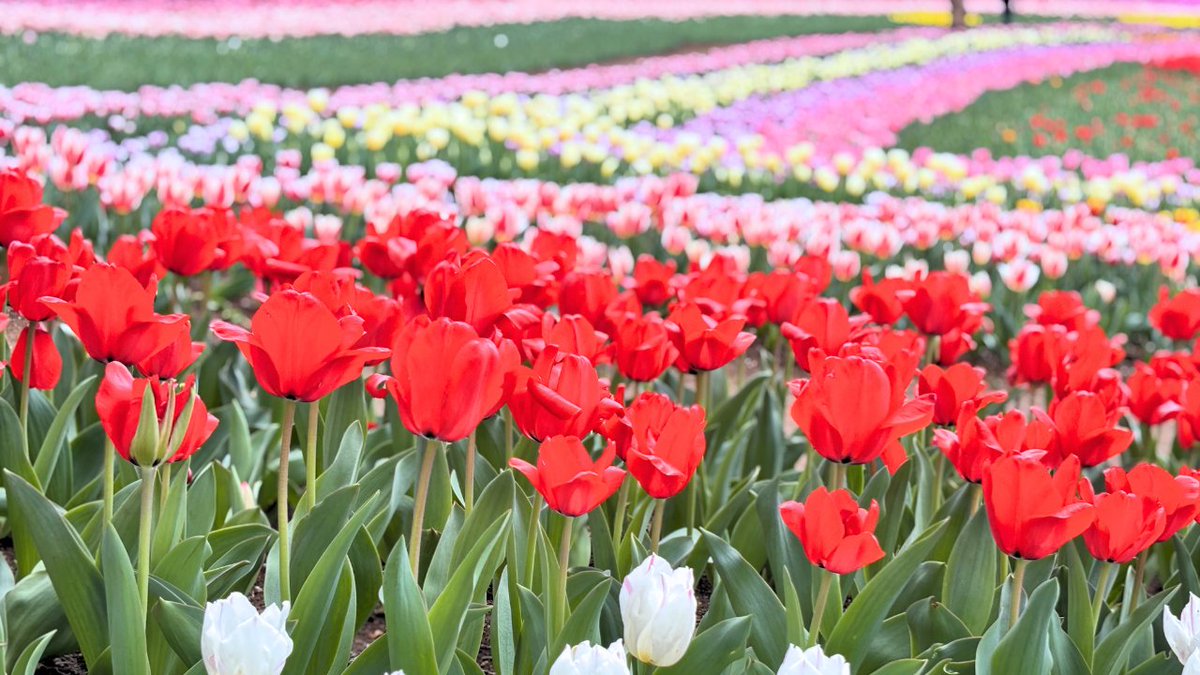 東京ドイツ村 tweet media