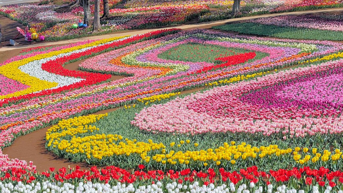 東京ドイツ村 tweet media