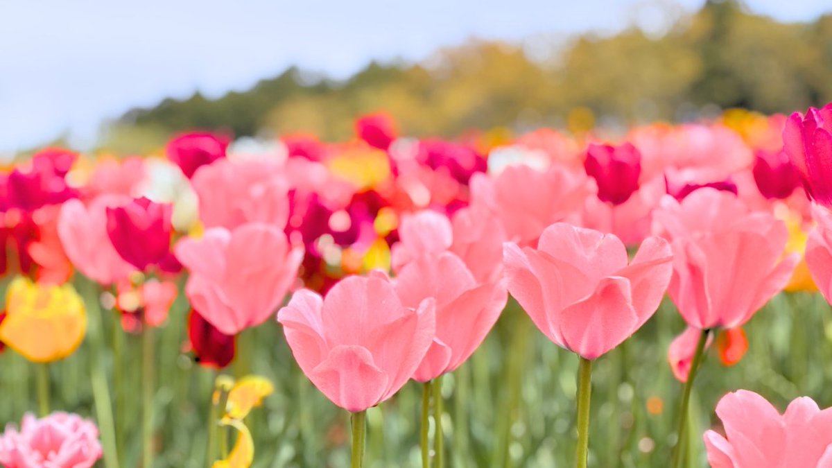 東京ドイツ村 tweet media