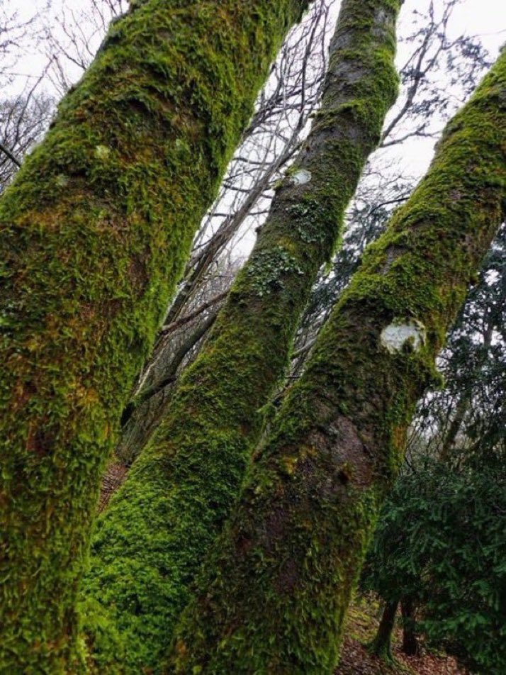 LadyLeo1976's tweet photo. What ye give out comes back to thee
So ever mind the Rule of Three. 

🌳🌳🌳

#thicktrunktuesday 
#PowerOfThree 
#Barrowdise https://t.co/b1ONhdWF3Q
