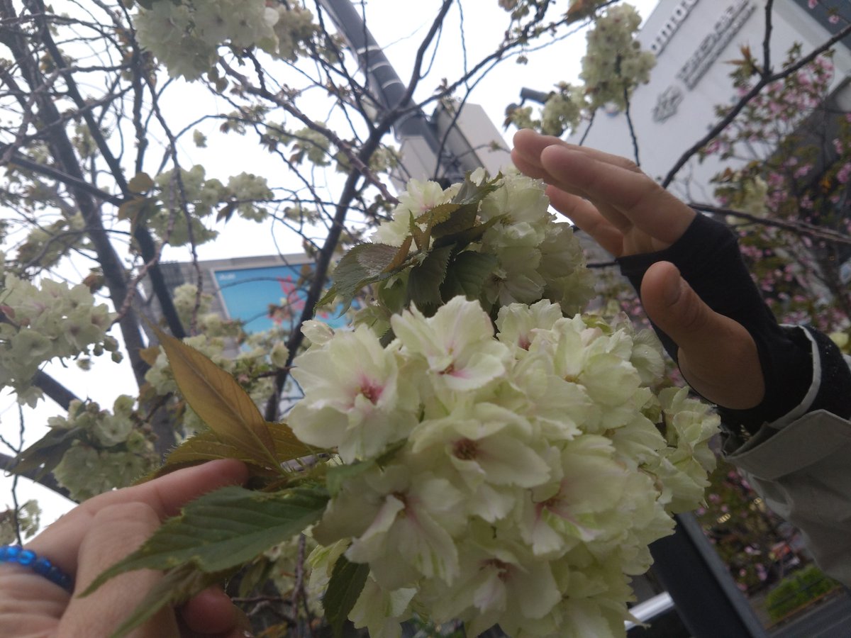 shiba−red💙② tweet media