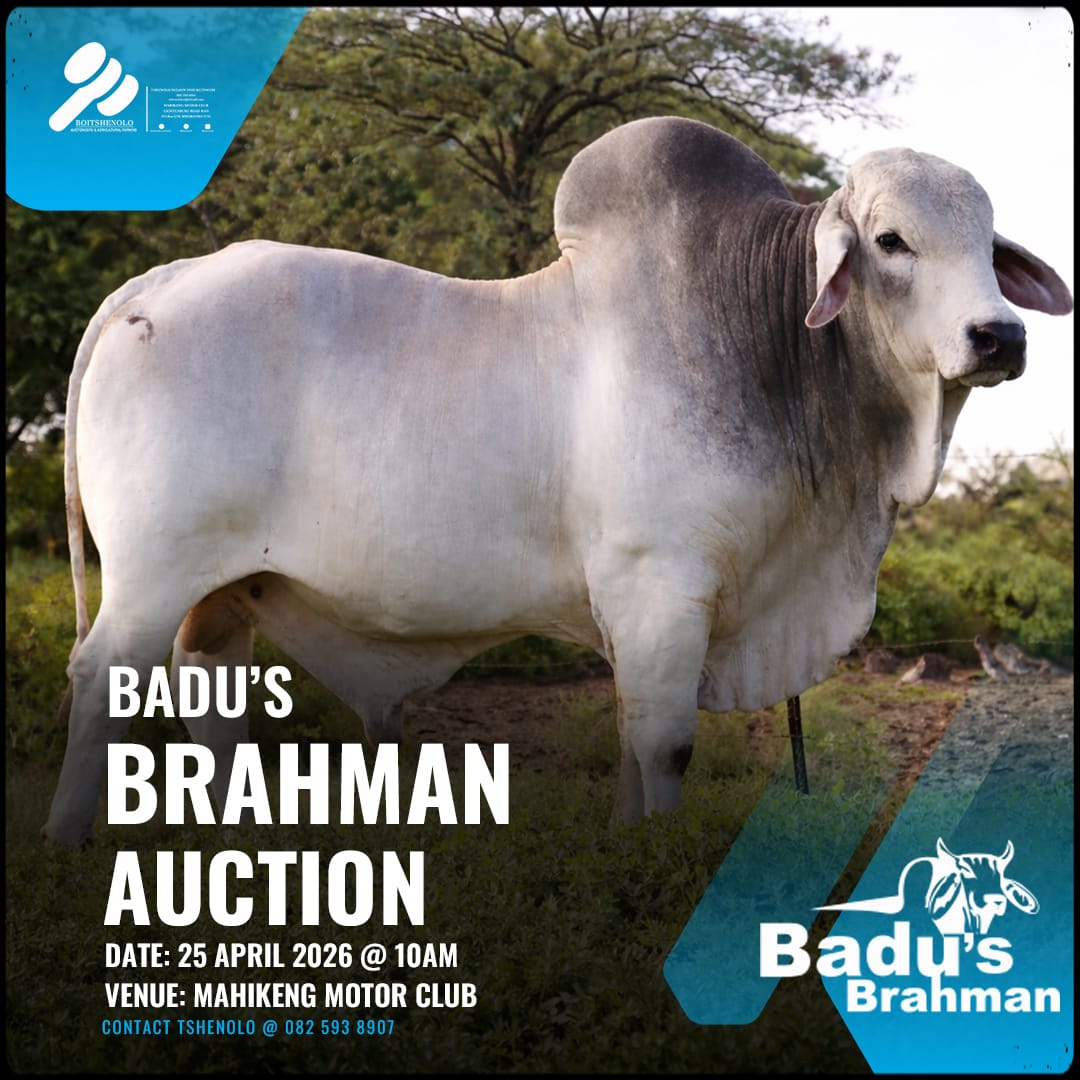 Badubrahman's tweet photo. History in the making 🇿🇦🐂
Premium Registered (Stud) &amp; commercial Brahman. Built on quality, strength, and legacy.
📅 25 April 2026
📍 Mahikeng Motor Club
⏰ 10AM
Be part of the legacy💙
#BadusBrahman #BrahmanAuction #FarmersOfSA #AgriBusiness #NorthWestProvince #AgriSA #Mahikeng https://t.co/Eu7tVrlCPs