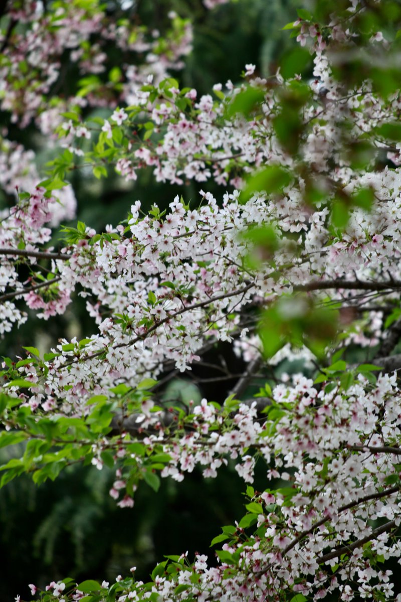 BeatMocha's tweet photo. #散歩写真 #葉桜 #EOS5dMark2 #EF70_300mm https://t.co/I3Z8Hd2eln