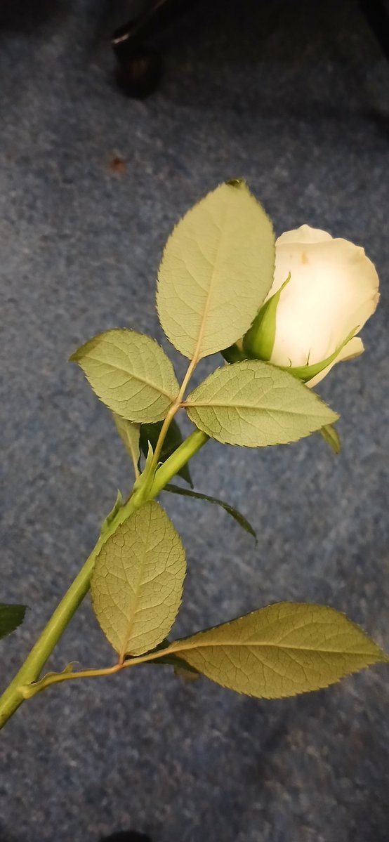 Burhanudin Simba🌎 tweet media